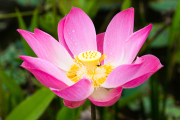 pink lotus flower