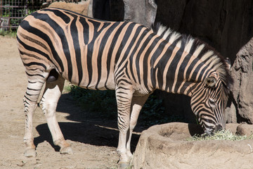 Fototapeta na wymiar Zebra eating grass in a zoo