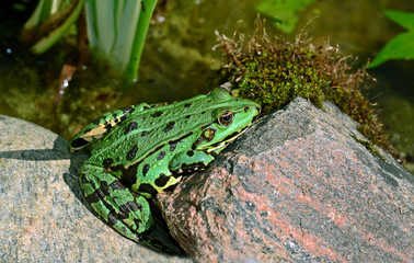 grüner Teichfrosch