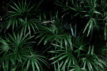 Fototapeta na wymiar Green leaves with background.