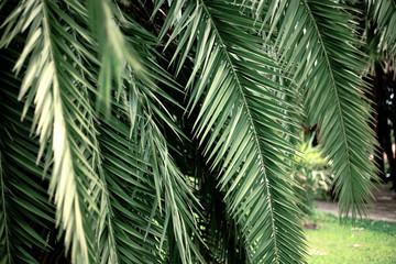 Palm leaves in park.