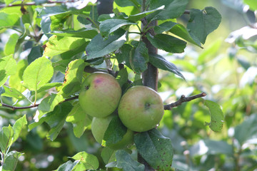 Reife Äpfel im Herbst