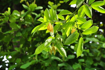 Beautiful green leave in the garden Blooming in the summer