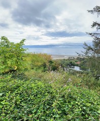 landscape with lake and trees