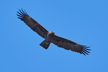 Fototapeta na wymiar Wahlbergs eagle (Hieraaetus wahlbergi)