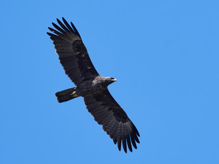 Wahlbergs eagle (Hieraaetus wahlbergi)