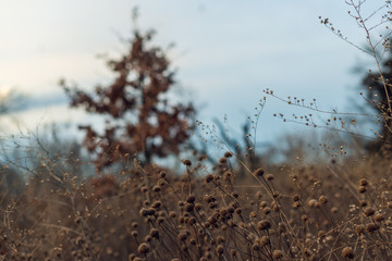bare tree and dried flowers in a field in winter