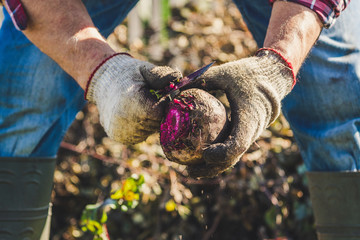 hands of a farmer with freshly harvested vegetabels in his hands