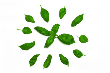 Green fresh basil on a isolated white background. Scattered basil leaves.  Circle shape. Top view. Flat lay