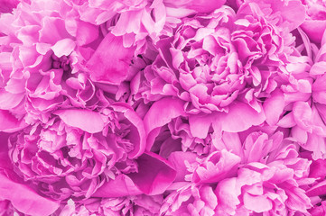 Bright pink lush peonies heads as a backdrop.  Floral natural background. Abstraction Flowers. Close up. Soft light. Purple peonies