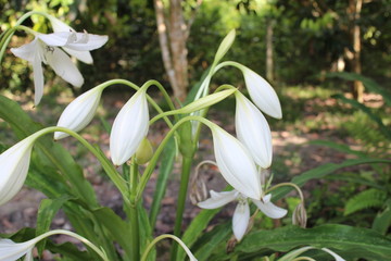 Fototapeta premium white floer blossoms and flower heads