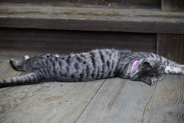 街の猫さん　stray cat