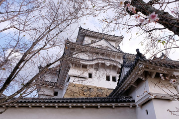 Naklejka premium Cherry blossom tree in the Himeji castle, Japan