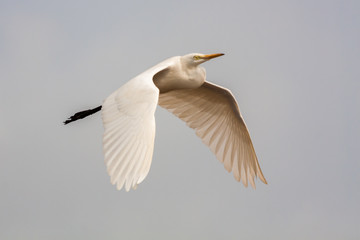 Fototapeta na wymiar Closeup of crane flying with wings open