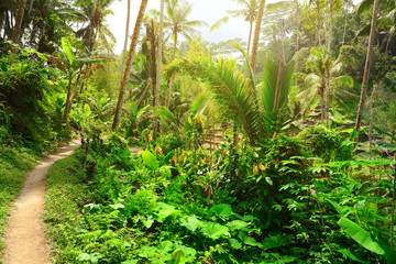 Deep tropical jungles of Southeast Asia