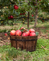 Red apples in a basket in autumn orchard.