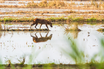 Fox walking through wet paddy field with its reflection on water