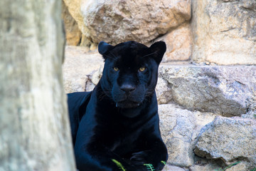 Black jaguar resting on the ground