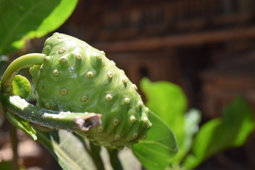 Noni Fruit, still attached to the branch, the island of Java