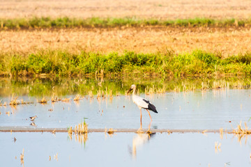 Obraz na płótnie Canvas Indian Open bill stork in a paddy field with water