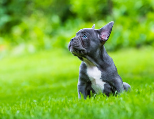 a very young french bulldog sits in a garden in front of green background