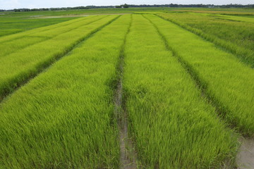 green paddy field, rice field