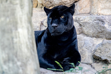 Black jaguar resting on the ground