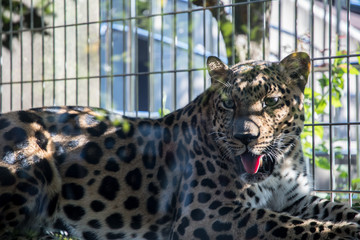 Amur leopard in a cage with sunlight through trees