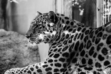 Black and white photo of an Amur leopard