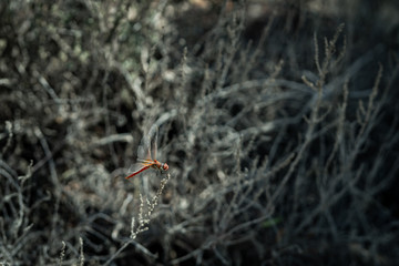 dragonfly