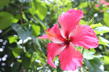 Macro shot of a beautiful and vibrant hibiscus flower. Red hibiscus flower on a green background. In the tropical garden. Real nature flowers. Closeup hibiscus flowers.