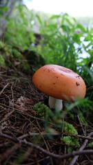 mushroom in woods