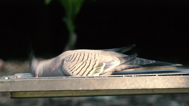 Australian crested pigeon eating during the day time.
