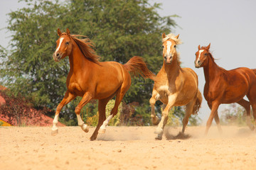 hafling and purebred arabian horses gallop and play together