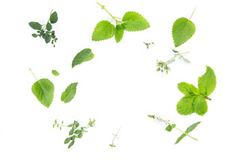 fresh herbs on a white background, ingredients for a herbal tea. oregano, mint, lemon balm