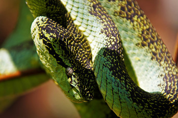Malabar Pit Viper 2, Kanjirakolli