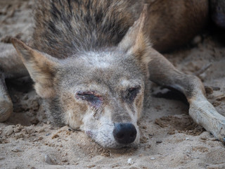 Fototapeta premium Arabian wolf resting in the heat, Bahrain