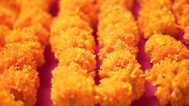 Natural marigold flowers garlands of  yellow flowers, indian festive decoration.