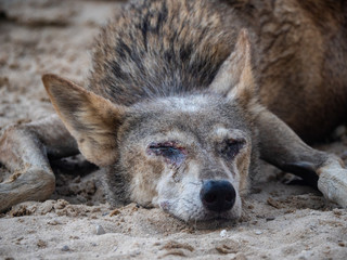 Arabian wolf resting in the heat, Bahrain