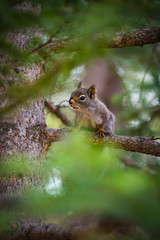 Naklejka na ściany i meble Squirrel in a pine