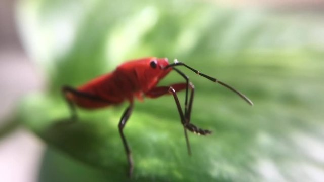 red bug fire bug plant feeding insect