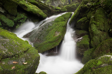 Fototapeta premium 이끼계곡