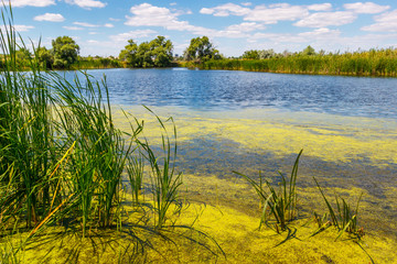 The edge of the lake with green water by reason of alga bloom