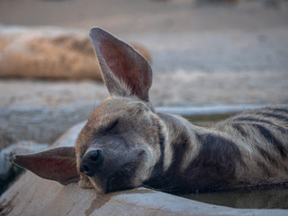 Striped Hyena resting in hot sun - captive animal