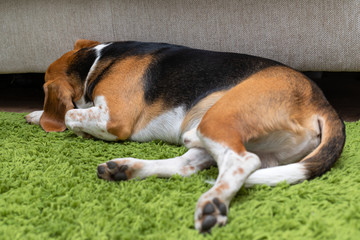 Naklejka na ściany i meble Cute beagle puppy lying on a green carpet at home. Purebred, bes