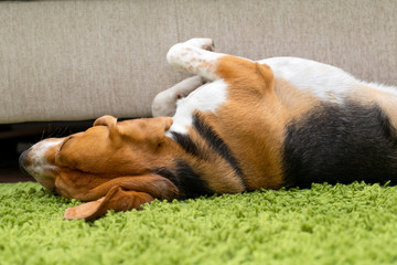 Cute beagle puppy lying on a green carpet at home. Purebred, bes