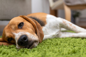 Cute beagle puppy lying on a green carpet at home. Purebred, bes