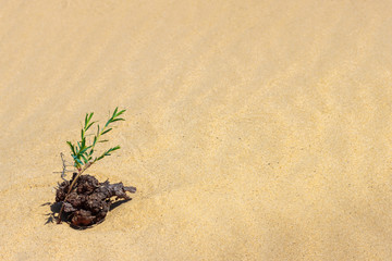 The sand surface with the young green grass sprout