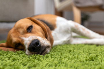 Cute beagle puppy lying on a green carpet at home. Purebred, bes