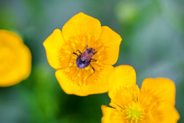 Macro insect on a flower